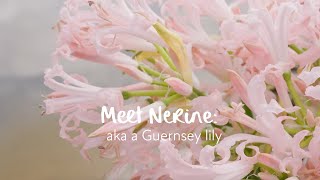 Meet Nerine aka a Guernsey lily [upl. by Hesler247]