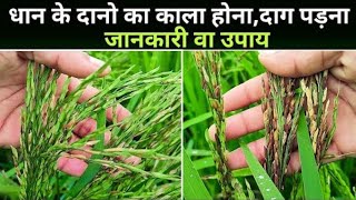 धान में लाल या काले दाने क्यों होते है  जानिए इस वीडियो में । Paddy Low Grain Weight [upl. by Ailemaj462]