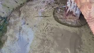 Pupfish at Salt Creek in Death Valley February 2022 [upl. by Ail485]