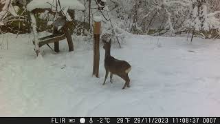 Doe in Latvian forest [upl. by Suzzy]