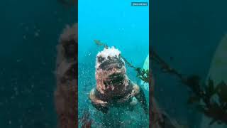 Real Life Godzilla found in ocean  Godzilla like giant Lizard  Marine Iguana Satisfying Shorts [upl. by Cortney]