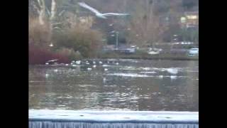 BlackHeaded Gulls in their winter plumage River Wye Bakewell Derbyshire England [upl. by Novj]