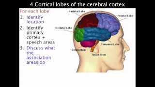 4 lobes of the cerebral cortex  VCE Psychology [upl. by Lennad403]