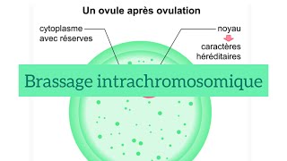 Unité 2 chapitre 3  partie 2 brassage intrachromosomique [upl. by Navis]