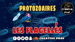 Biologie Animale les protozoaires Les Rhizoflagelles darija [upl. by Ynetsed]