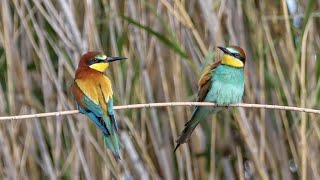 EUROPEAN BEEEATER bird watching holidays on Spains Ebro Delta [upl. by Norrag124]