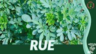 RUE Growth Growing and Care Tips Ruta graveolens [upl. by Jacquelyn]