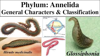 Annelida  Phylum Annelida  General characters of Annelida  Classification of phylum Annelida [upl. by Enelrae69]