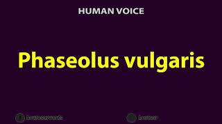 How To Pronounce Phaseolus vulgaris [upl. by Bacchus271]