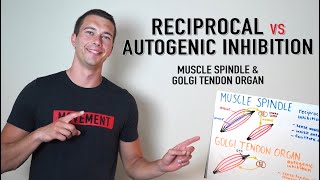 Reciprocal vs Autogenic Inhibition Explained  Golgi Tendon Organ and Muscle Spindle Physiology [upl. by Heise245]