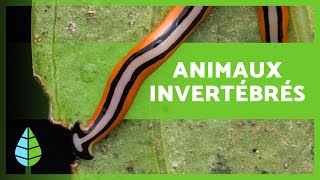 ANIMAUX INVERTÉBRÉS 🐙🐛 Caractéristiques classification et exemples [upl. by Gnohp]