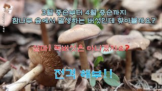 이른봄외대버섯Entoloma sp 소통명 [upl. by Raeann]