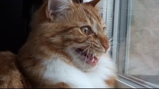 Maine Coon Cat INSANE Chattering amp Chirping [upl. by Powder]