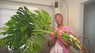 How to restart your Monstera [upl. by Norwood]