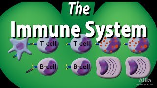 The Immune System Overview Animation [upl. by Adnyleb824]