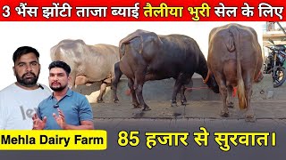 85 हजार से सुरवात 3 ताजा ब्याई भैंस सेल के लिए। तेलीया भुरी। Mehla Dairy Farm संगरोली। [upl. by Brockie]