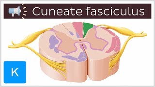 Cuneate fasciculus  Anatomical Terms Pronunciation by Kenhub [upl. by Plunkett]