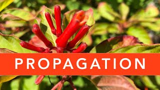 FIREBUSH PROPAGATION  Florida Native Plants [upl. by Thurlow786]