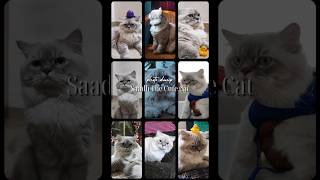 My Himalayan Persian Cats Photo Dump persiancat himalayanpersiancat persiancattamil shorts [upl. by Drofla]