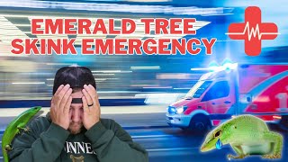 Emerald Tree Skink Emergency [upl. by Anchie]