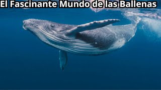 El Fascinante Mundo de las Ballenas Gigantes del Océano [upl. by Grannias395]