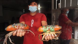 দিনাজপুরে জনপ্রিয় হয়ে উঠছে শামুক চাষ  Snail Farming  Dinajpur Snail Farm  Somoy TV [upl. by Sauer]