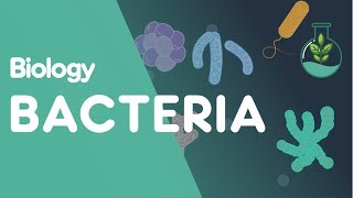 Structure of Bacteria  Cells  Biology  FuseSchool [upl. by Sung297]