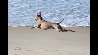 Italian Greyhound on The Beach  Cambito [upl. by Shaffert346]