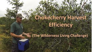 Chokecherry Harvest Efficiency The Wilderness Living Challenge [upl. by Dottie263]