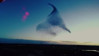 Murmuration of Birds droneview de dans van de Spreeuwen [upl. by Kirstyn]