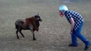 CRAZY MAN BUTS HEADS WITH RAM MUST WATCH [upl. by Lachman243]