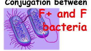 Conjugation between hfr and f bacteria [upl. by Bayer149]