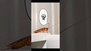 What are Cockroach antennae used for insects cockroach nature animals naturefacts biology [upl. by Asina]