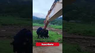 El ingenioso rescate un operador de excavadora ayuda a cruzar un arroyo shorts curioso viral [upl. by Aljan939]