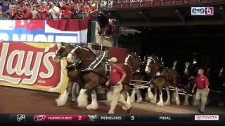 Behind the Scenes with the Budweiser Clydesdales [upl. by Cyrus]