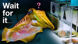 Can this Cuttlefish Pass an Intelligence Test Designed for Children [upl. by Ehcram]