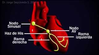 Electrocardiografía Básica Parte 34 [upl. by Jacobina332]