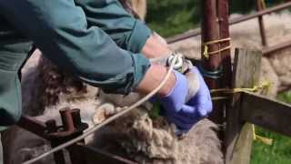 Correct drenching technique  sheep worming [upl. by Eojyllib]