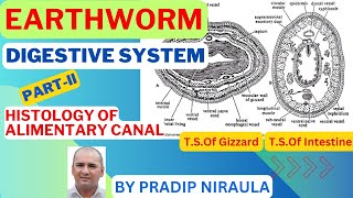 EARTHWORM HISTOLOGY OF ALIMENTARY CANAL II CLASS 11 II ZOOLOGY II NEB II CEE II PRADIP NIRAULA [upl. by Tanah]