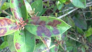 Ixora Leaf Spots [upl. by Nimsay]