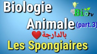 les spongiaires  biologie animale part2 [upl. by Pasia]