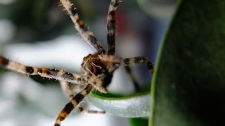 Araneus diadematus  Gartenkreuzspinne  European Garden Spider [upl. by Akemahc]