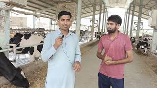 Routine Visits to a Dairy Farm  DrSajid [upl. by Aniretac]