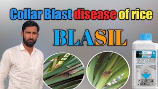 Result of BLASIL in paddy  prochloraz 235 ww  Tricyclazole 20 ww SE NACKBLAST  COLOR BLAST [upl. by Gelasius]