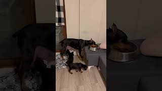 Annelik içgüdüsü 🥹😱 köpek doberman dog dobermanlove [upl. by Gillan506]