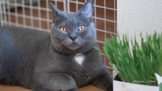 人懐っこくて可愛い猫（シャルトリュー）猫草を与えてみた [upl. by Hanoy]