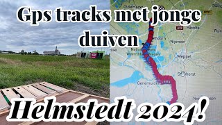 GPS Tracks met de jonge duiven  Helmstedt 2024  Postduiven [upl. by Parthinia]