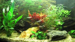 TV Aquarium HD HQ [upl. by Lika]