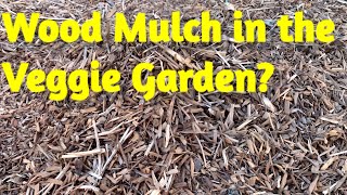 Wood Mulch in the Veggie Garden Pros and Cons [upl. by Aeslehs]