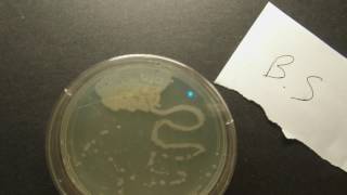 Bacillus subtilisTSA [upl. by Taddeo]